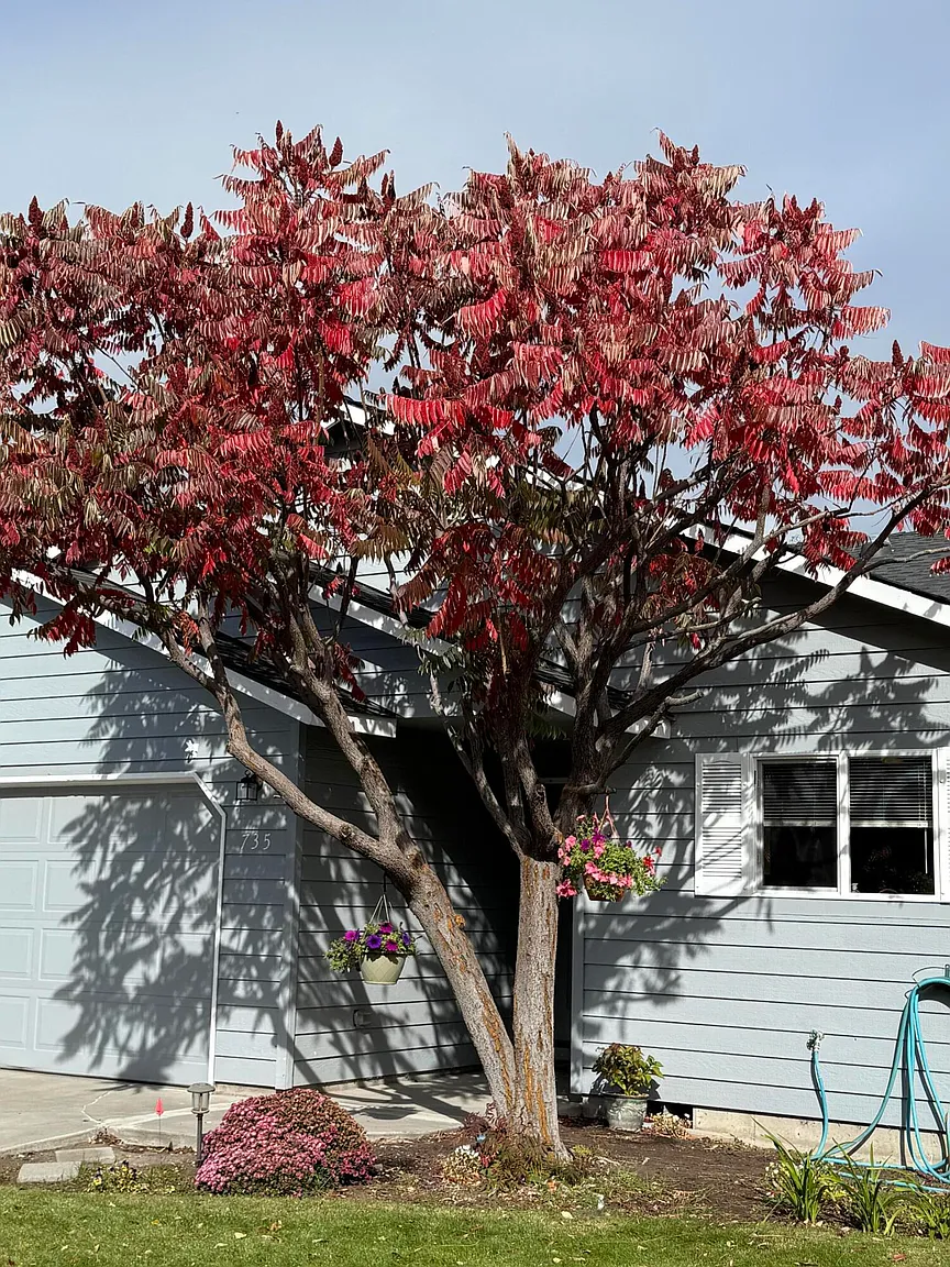 735 NE Oak Pl photo 1