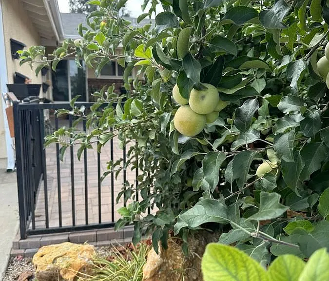 Apple Tree.