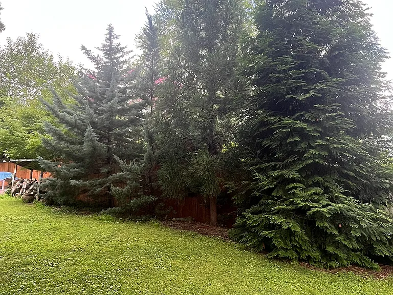 Mature, privacy trees along portion of the backyard. A designed combination of species - to improve biodiversity and the asthetic impact.