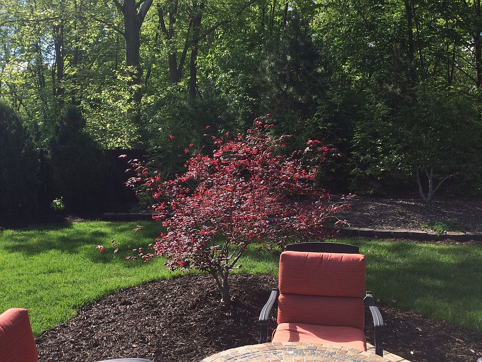 View of the woods