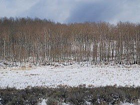 3rd image of 11042 Wild Elk Mdw