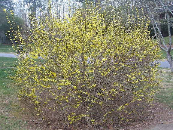 Decorative Landscape Bush