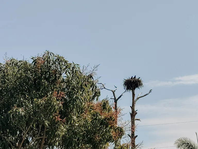 Bald Eagles Nest with daily sightings of a family that have babies each year.