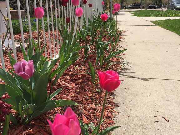 Wrought iron and tulips