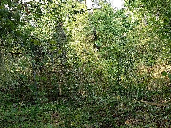 lot grown up behind the hous