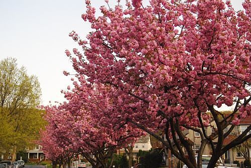 Tree-lined street
