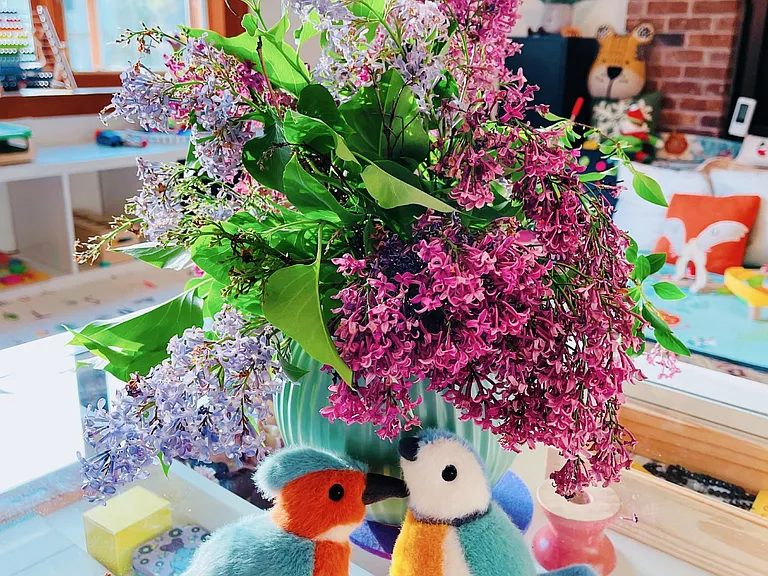 Lilac from the Lilac tree out of the Office room window.