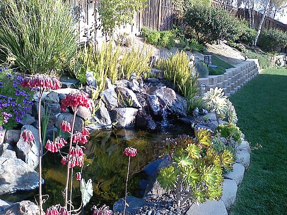 Backyard Pond