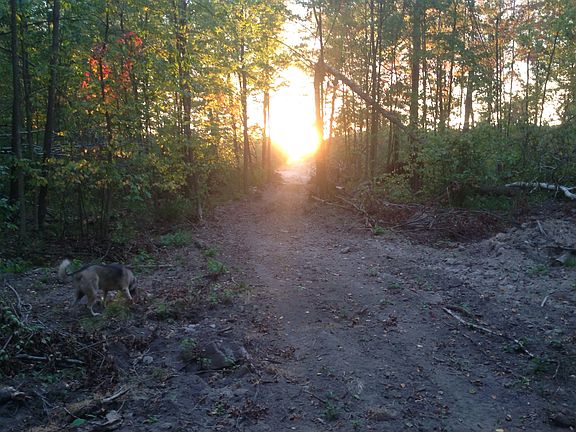 Trail cut through woods