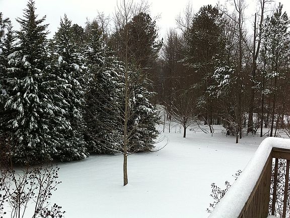 Trees - Trees - Trees