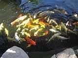 water fall and koi fish  pond