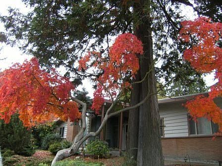 Colorful landscaping