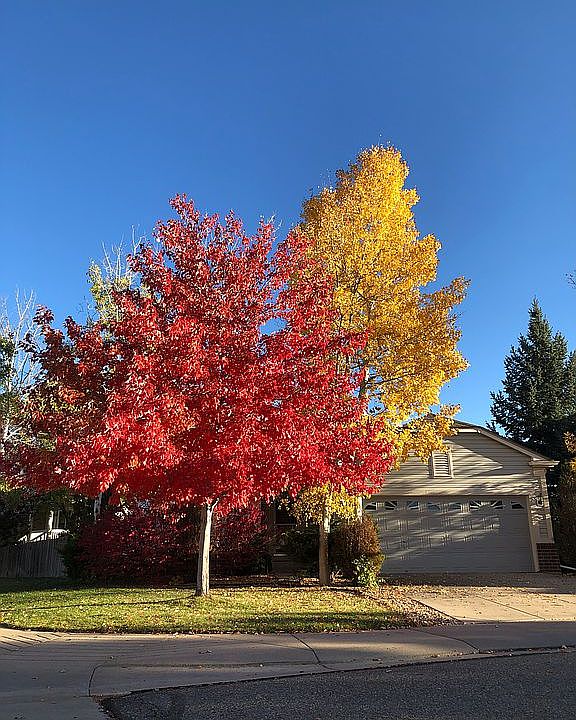 Front View (fall)