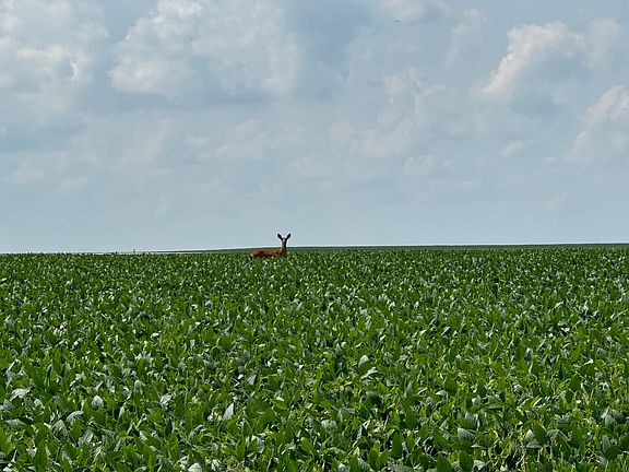 Deer Bean Field