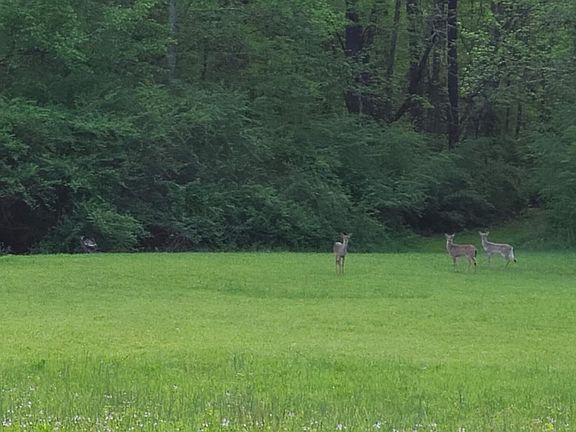 3rd image of 912 Jones Crossing Rd