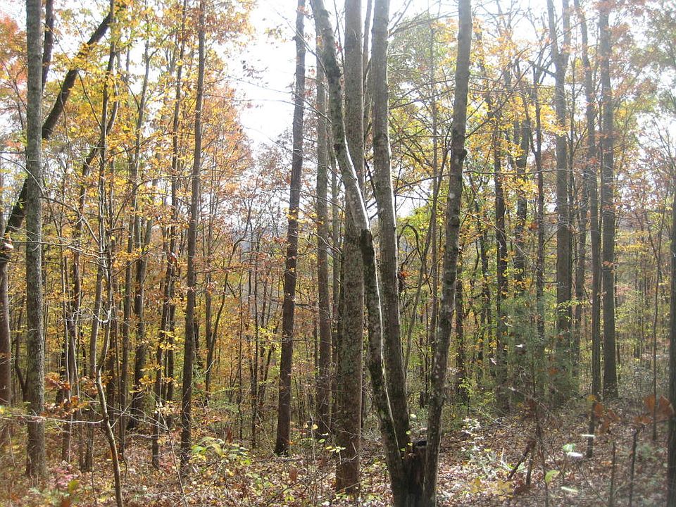2nd image of Chestnut Ridge Rd