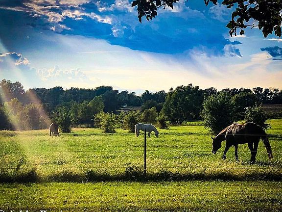 Beautiful fenced pastures