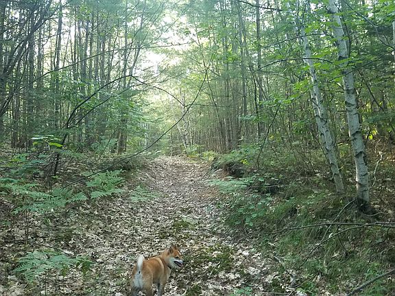 jeep trail through the lot