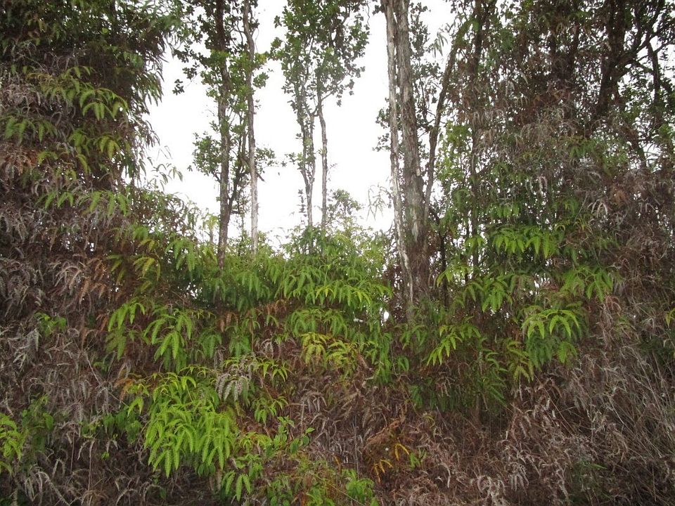 2nd image of Punahele St Lot 50