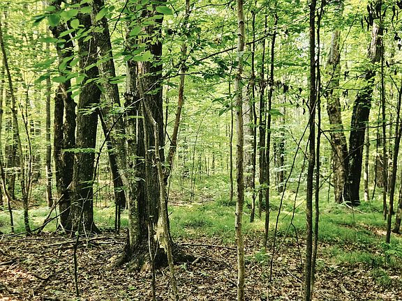 5th image of Off Johnson Ave #80ACRES