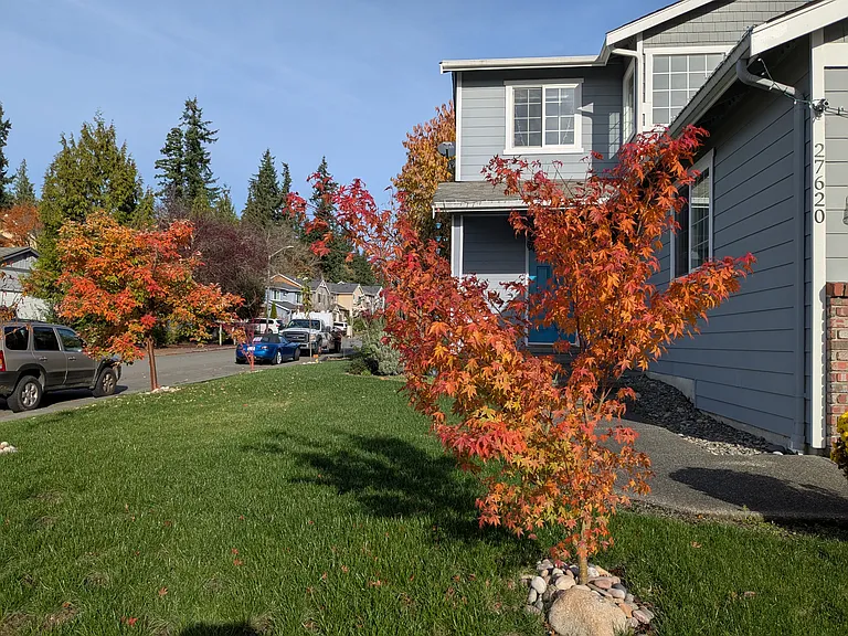 Colorful yard