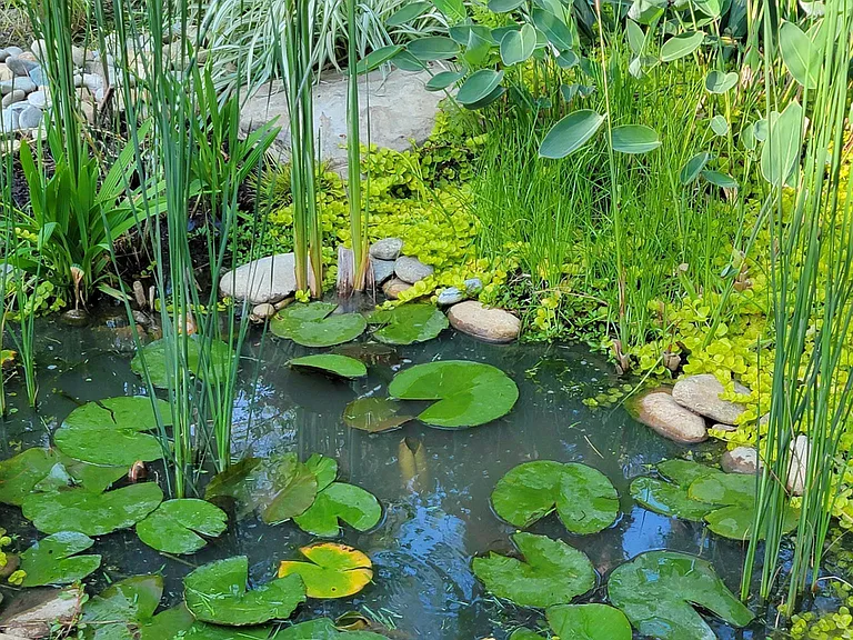 The backyard includes a small fishpond just off the backporch. It's the perfect place to relax in the morning with a cup of coffee.