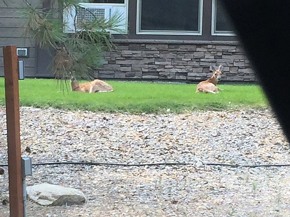 Wildlife abounds