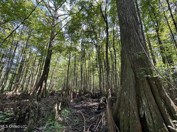 Natchez Trace Pkwy, Carthage, MS 39051
