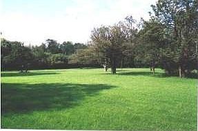 View of the orchard