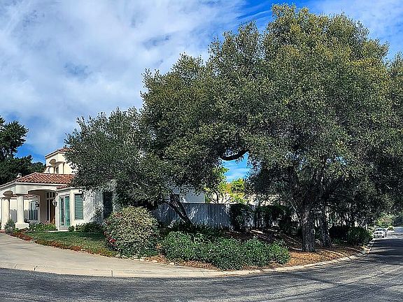 Natural Live Oaks Landscape 