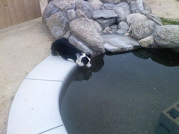 Koi Pond and waterfall