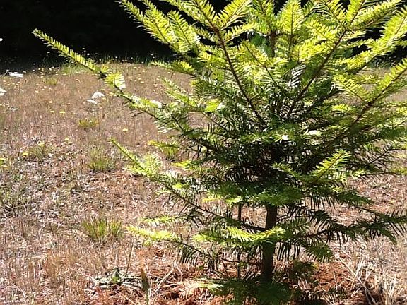 tree on lot