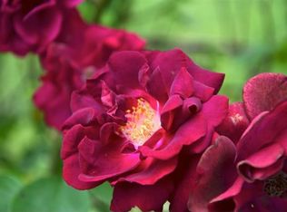 956 S Kickapoo Ave, Springfield, MO 65804