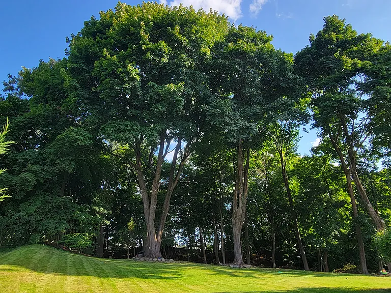 back yard