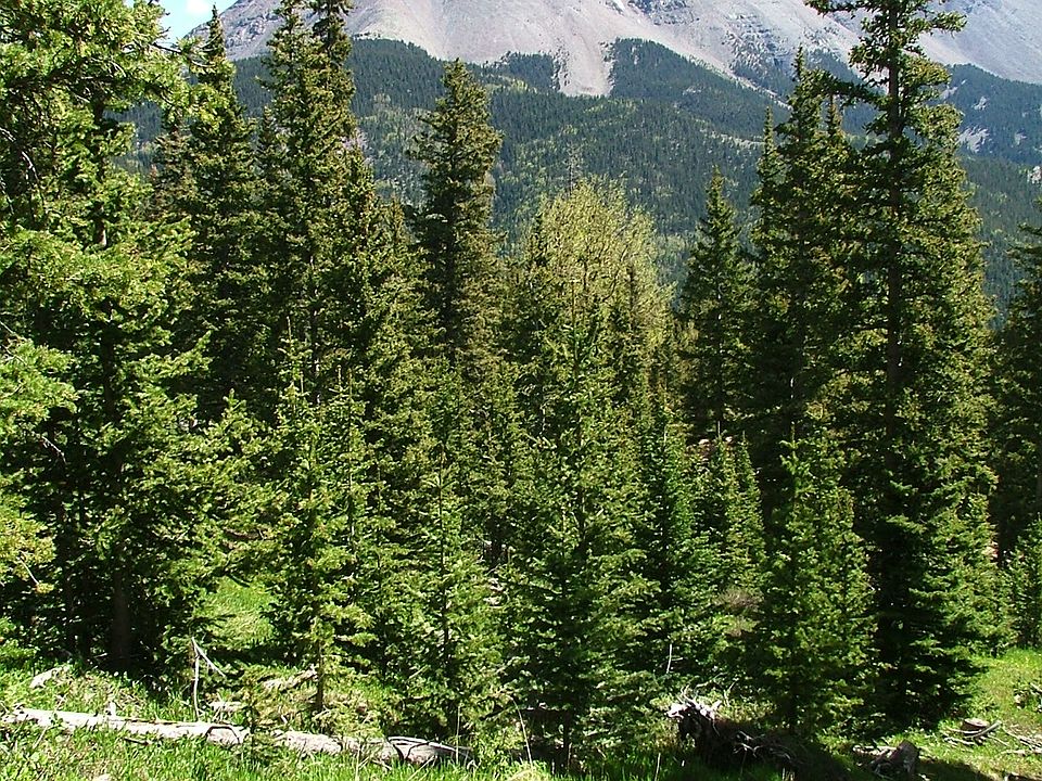 2nd image of Tbd Timber Ridge Trail