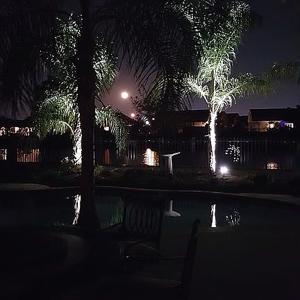 Up lighted Queen Palms