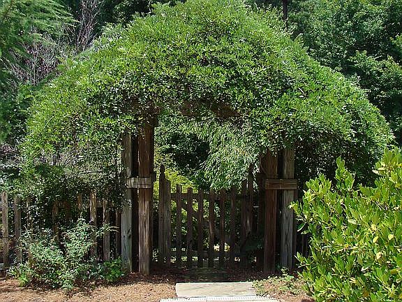 Wisteria Arbor to Pool