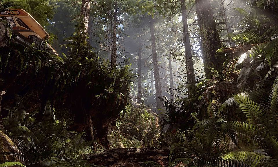 A rich tree and fern forest