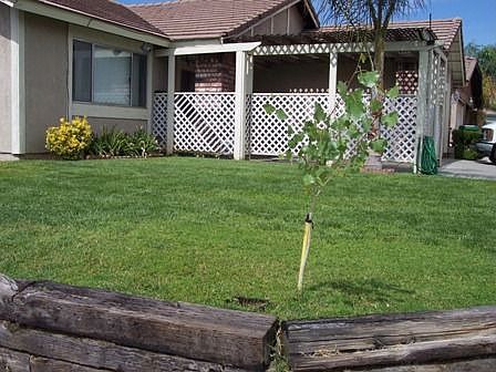 Front Yard