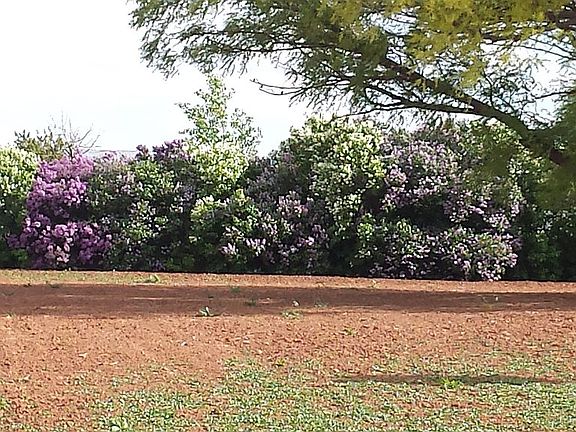 Lilac bushes