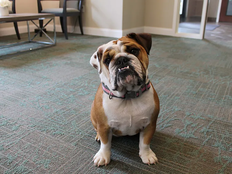 22 Slate Pet Friendly Community