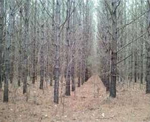2nd image of 23541 Attala Highway 35