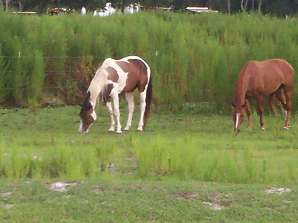horse lover's delight