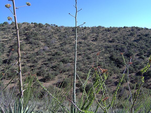 3rd image of 4086 S Mule Mountain Dr