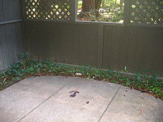 5th image of 2124 Shelter Creek Ln