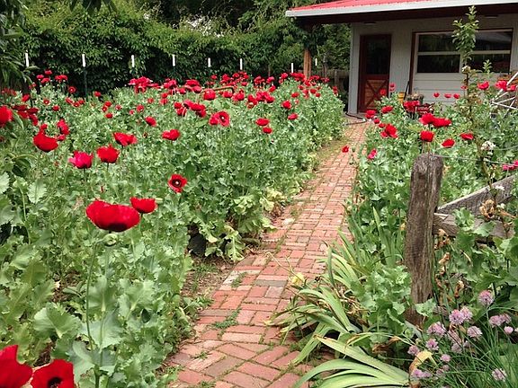Garden and front of house
