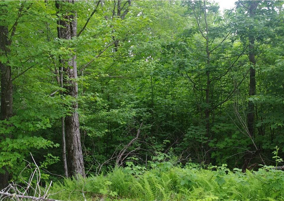 1st image of Blueberry Ln