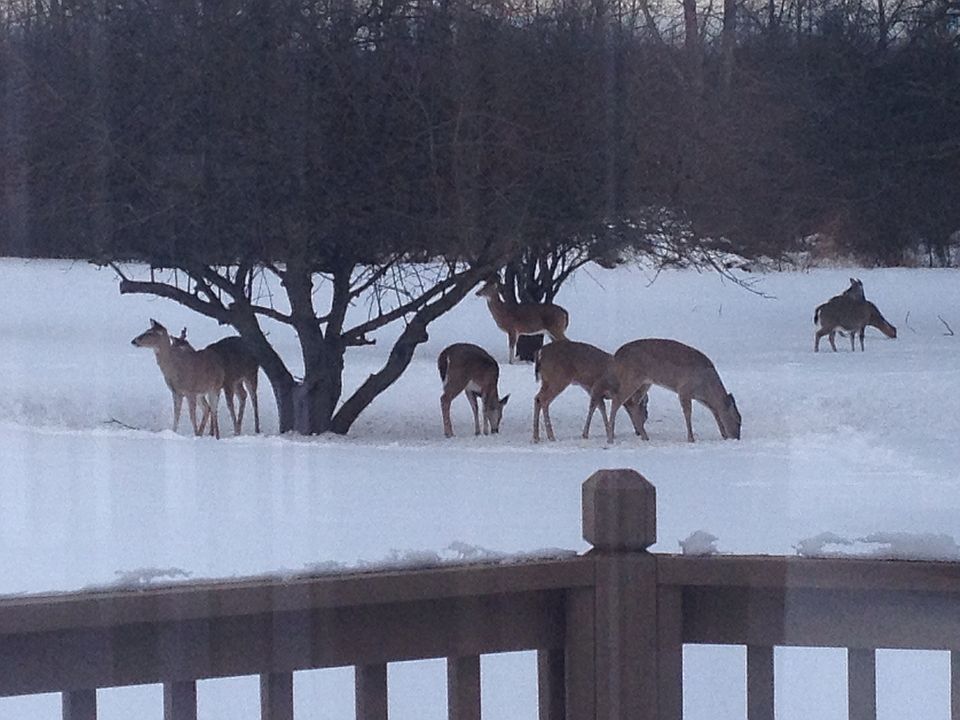 Gods creatures / nature 