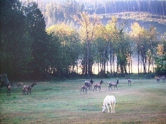 Elk in Field