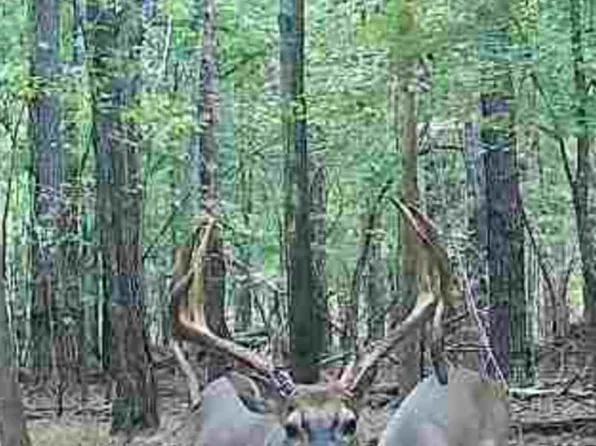 0 County Road 11, Orrville, AL 36767